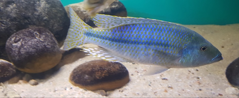 Dimidiochromis kiwinge